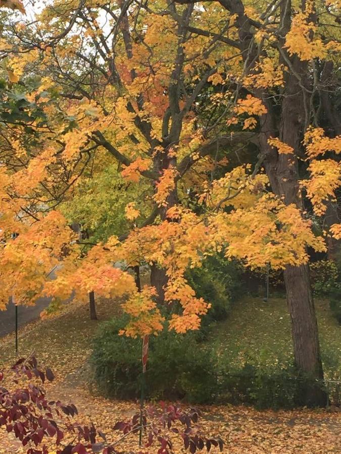 Oak Park Beauties - Tree Lined Streets - Walkable Apartment ภายนอก รูปภาพ
